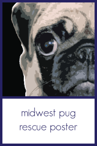 thumbnail of midwest pug rescue poster